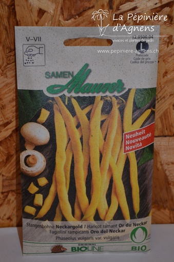 Haricot à rame 'NeckarGold'