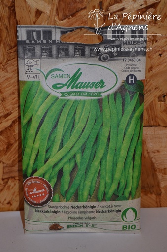 Haricot à rame 'Neckarkönigin'