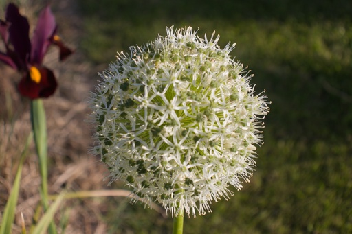 Allium hybride 'White Cloud'
