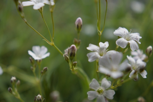 Gypsophila repens