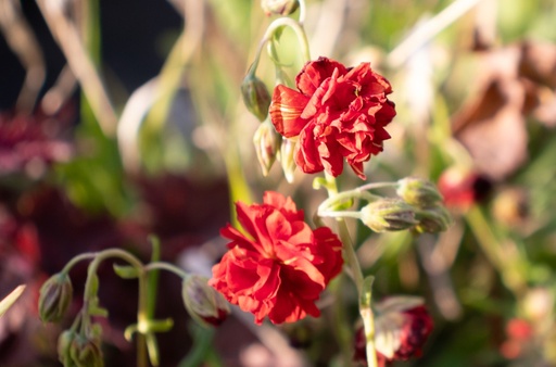 Helianthemum hybride 'Amabile Plenum'