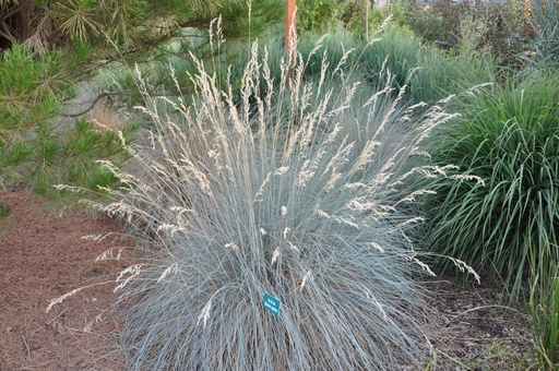 Helictotrichon sempervirens 'Saphirsprudel’ 