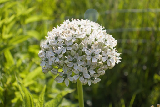 Allium nigrum