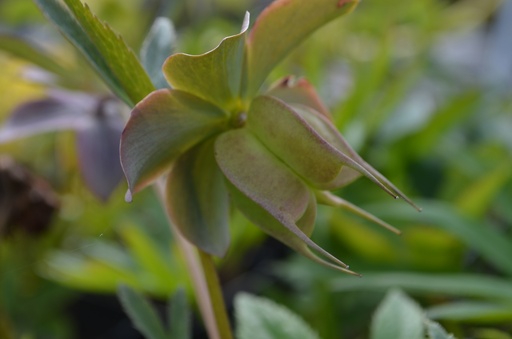 Helleborus purpurascens
