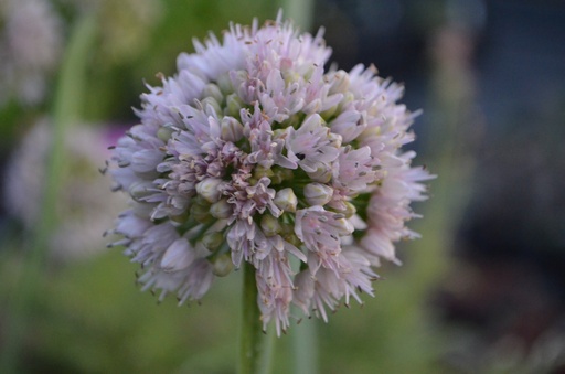 Allium nutans 'Isabelle'