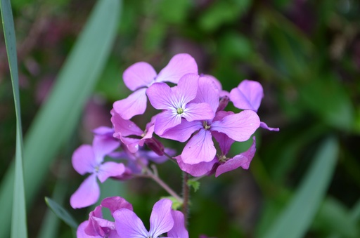 Hesperis matronalis