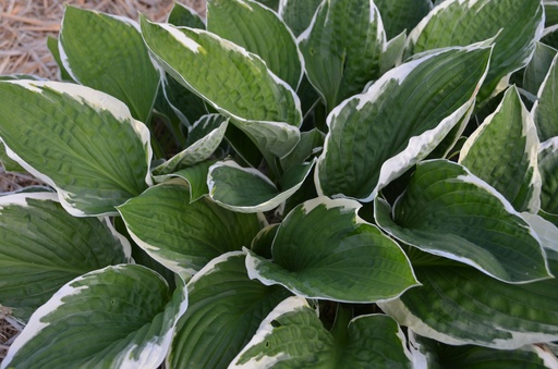 Hosta undulata 'Albomarginata'
