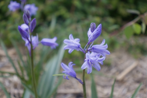 Hyacinthoides non-scripta