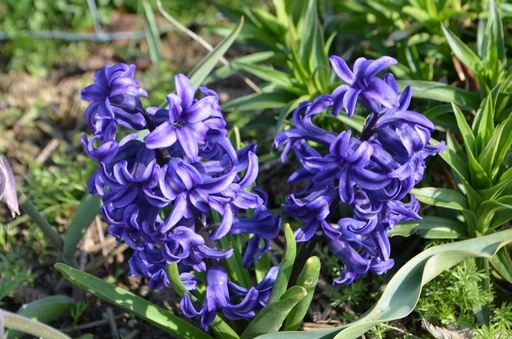 Hyacinthus orientalis 'Blue Jacket'
