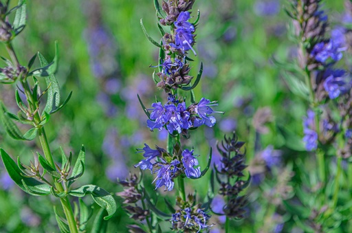 Hyssopus officinalis