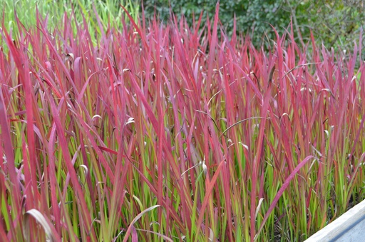 Imperata cylindrica 'Red Baron'