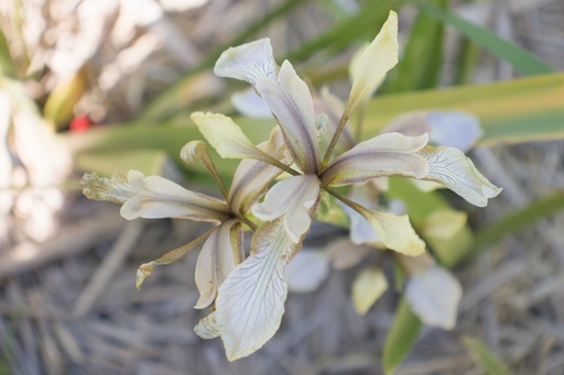 Iris foetidissima