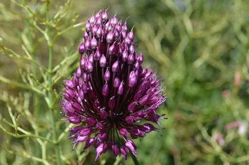 Allium sphaerocephalon