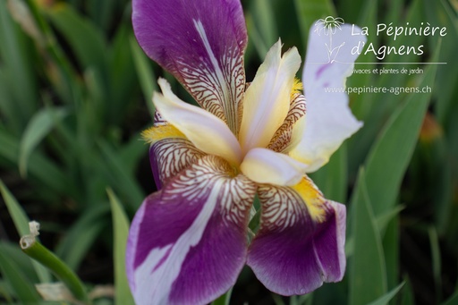 Iris germanica 'Folkwang'