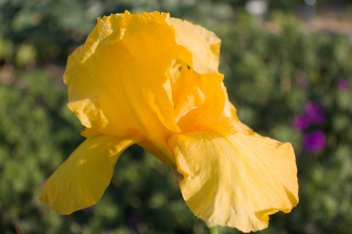 Iris germanica 'Ola Kala'