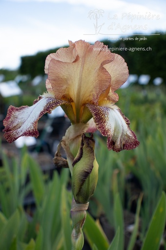 Iris germanica 'Siva-Siva'