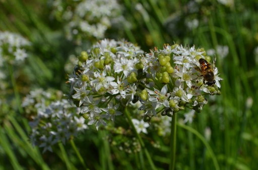 Allium tuberosum