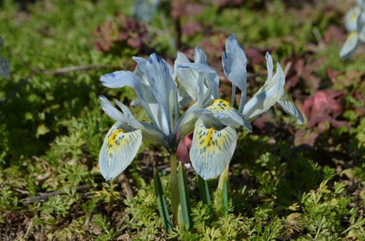 Iris reticulata 'Katherine Hodgkin'