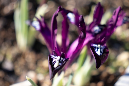 Iris reticulata 'Pauline'