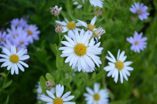 Kalimeris incisa 'Alba'
