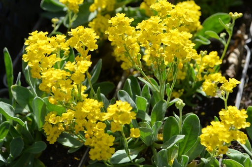 Alyssum saxatilis 'Compactum'