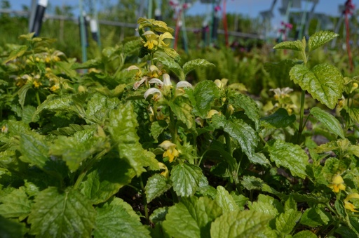 Lamiastrum  galeobdolon 'Florentinum'