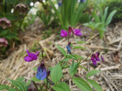 Lathyrus vernus