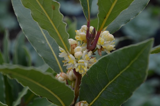 Laurus nobilis