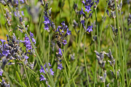 Lavandula angustifolia 'Munstead'
