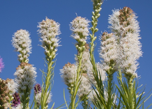 Liatris spicata 'Floristan White'