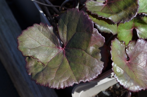 Ligularia dentata 'Midnight Lady'
