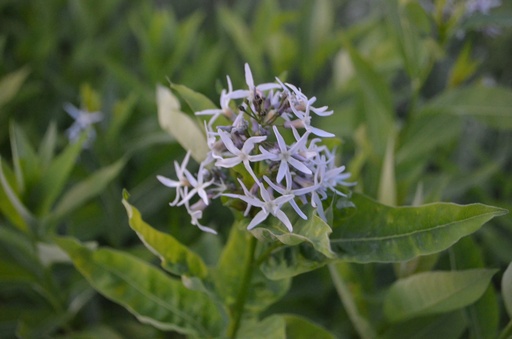 Amsonia illustris