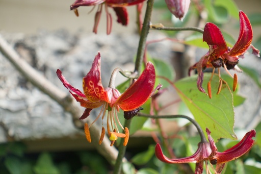 Lilium martagon 'Claude Shride'