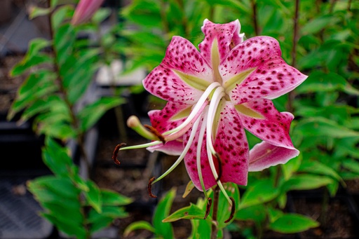 Lilium speciosum var rubrum