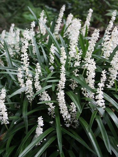 Liriope muscari 'Monroe White'