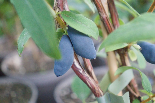 Lonicera kamtschatica 'Boreal Blizzard'