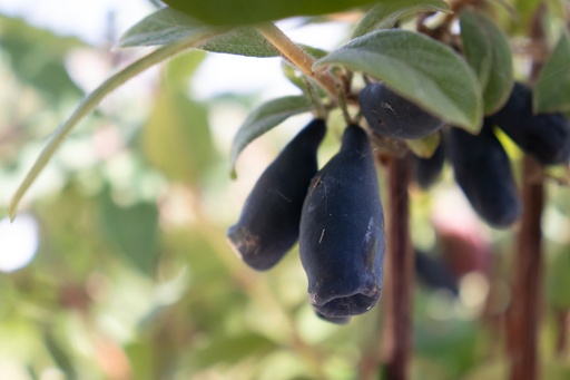 Lonicera kamtschatica 'Maitop'