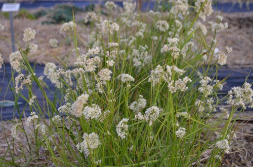Luzula nivea