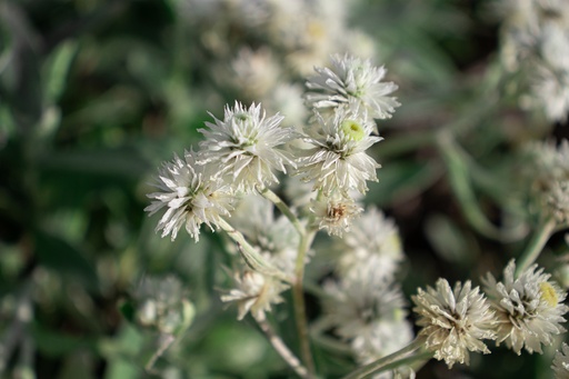 Anaphalis triplinervis