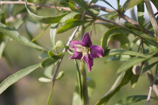 Lycium barbarum 'Amber Sweet'