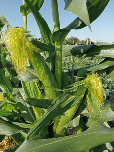 Maïs doux 'Golden Bantam'
