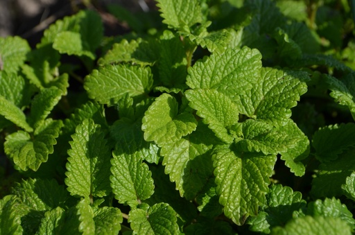 Melissa officinalis 'Limonii'