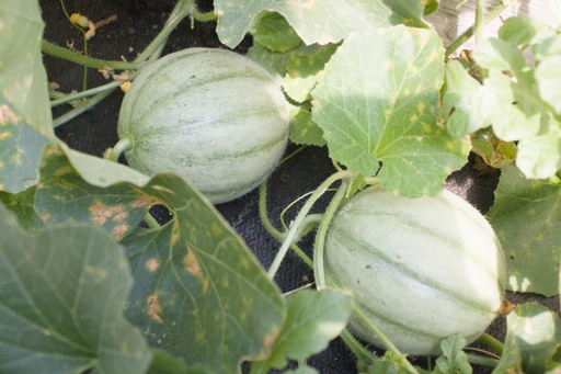 Melon sucré 'Charentais'