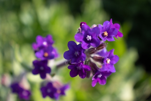 Anchusa officinalis