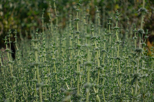 Mentha cervina