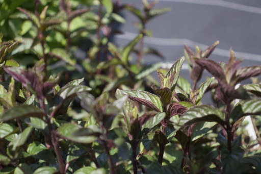 Mentha piperita (x) 'Chocolat'