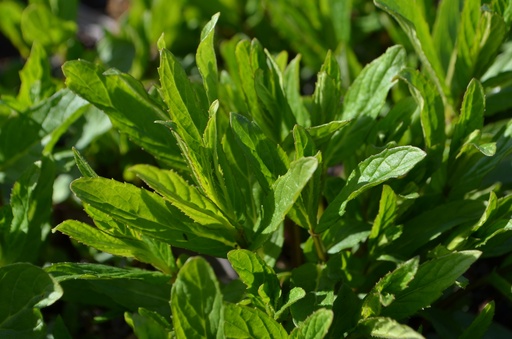 Mentha piperita (x) 'Turque'