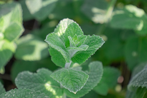 Mentha rotundifolia (x) 'Apfelminze'