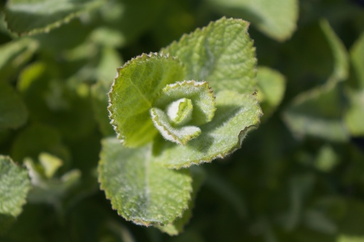 Mentha spicata 'Weinminze'