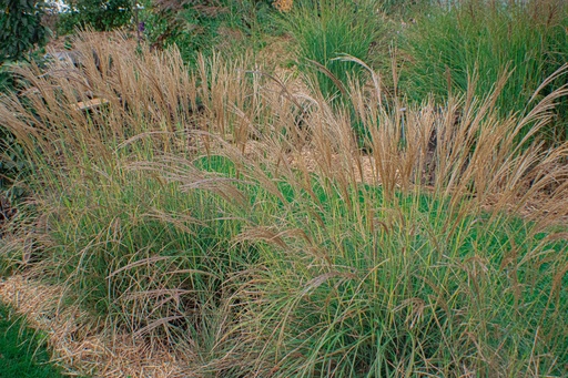 Miscanthus sinensis 'Yakushima Dwarf'